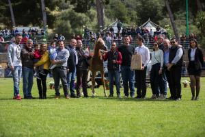 Palermo Cup 2017 BE0X1707