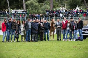 Palermo Cup 2017 Yearling-Fillies-1-MC-Chanel-by-Davide